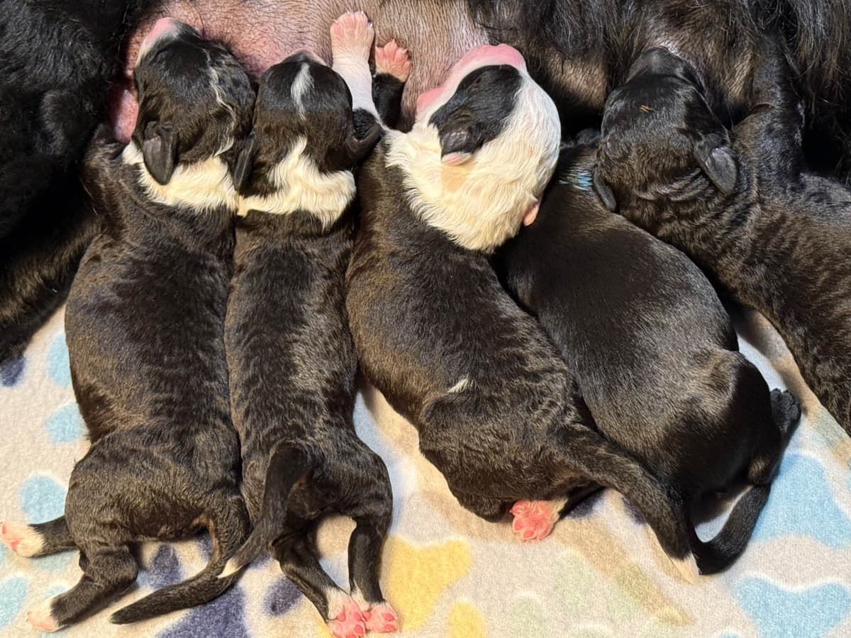 Portuguese Water Dog Puppies (PWD) breeder image 3