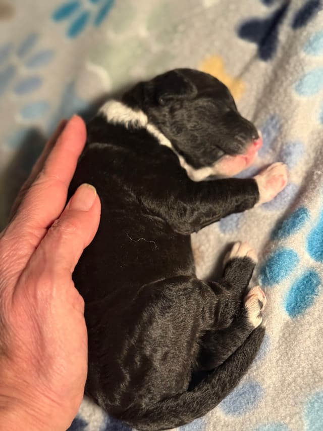 Portuguese Water Dog Puppies (PWD) media 4