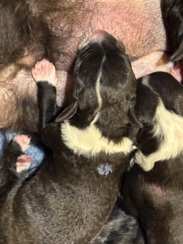Portuguese Water Dog Puppies (PWD) media 5