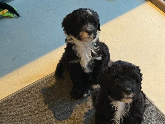 Portuguese Water Dog Puppies (PWD) media 7