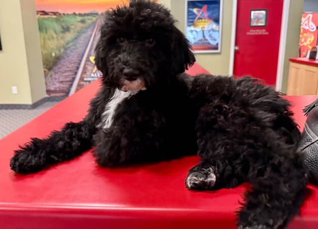 Portuguese Water Dog Puppies (PWD) media 8