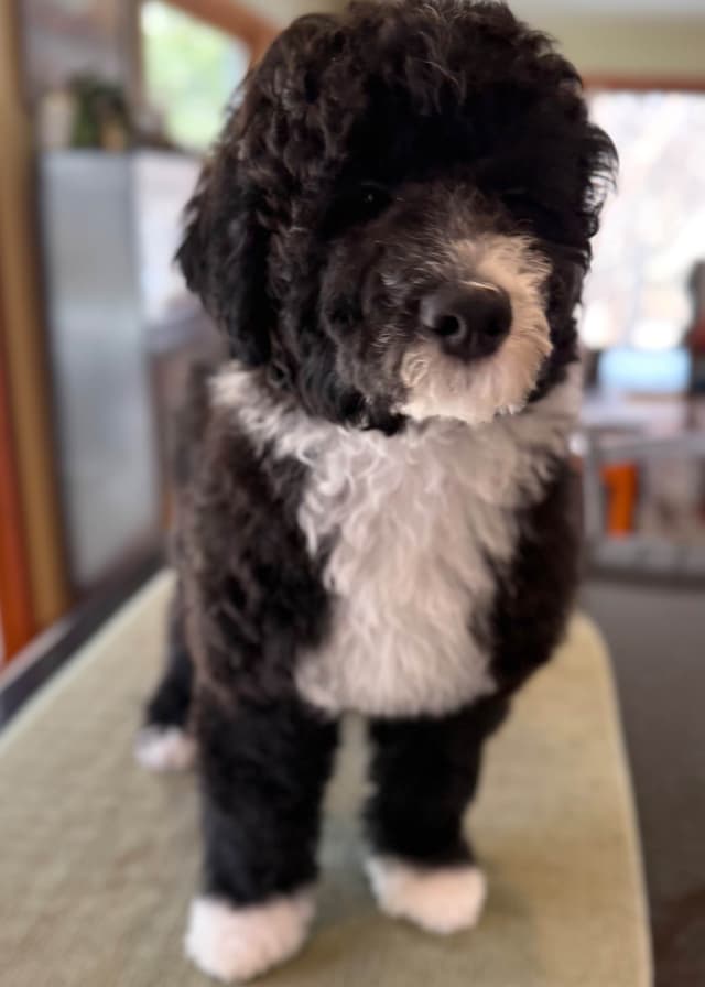 Portuguese Water Dog Puppies (PWD) media 11
