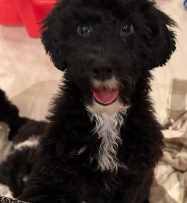 Portuguese Water Dog Puppies (PWD) media 9