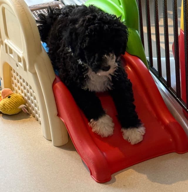 Portuguese Water Dog Puppies (PWD) media 10