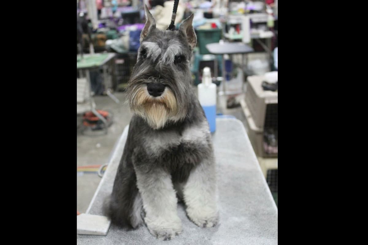 Miniature Schnauzer Puppies breeder image 1
