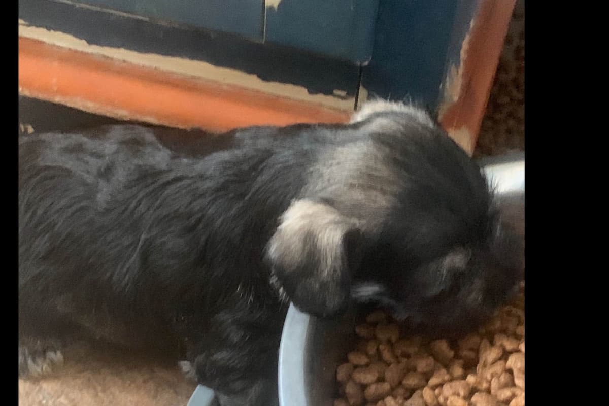 Miniature Schnauzer Puppies breeder image 2