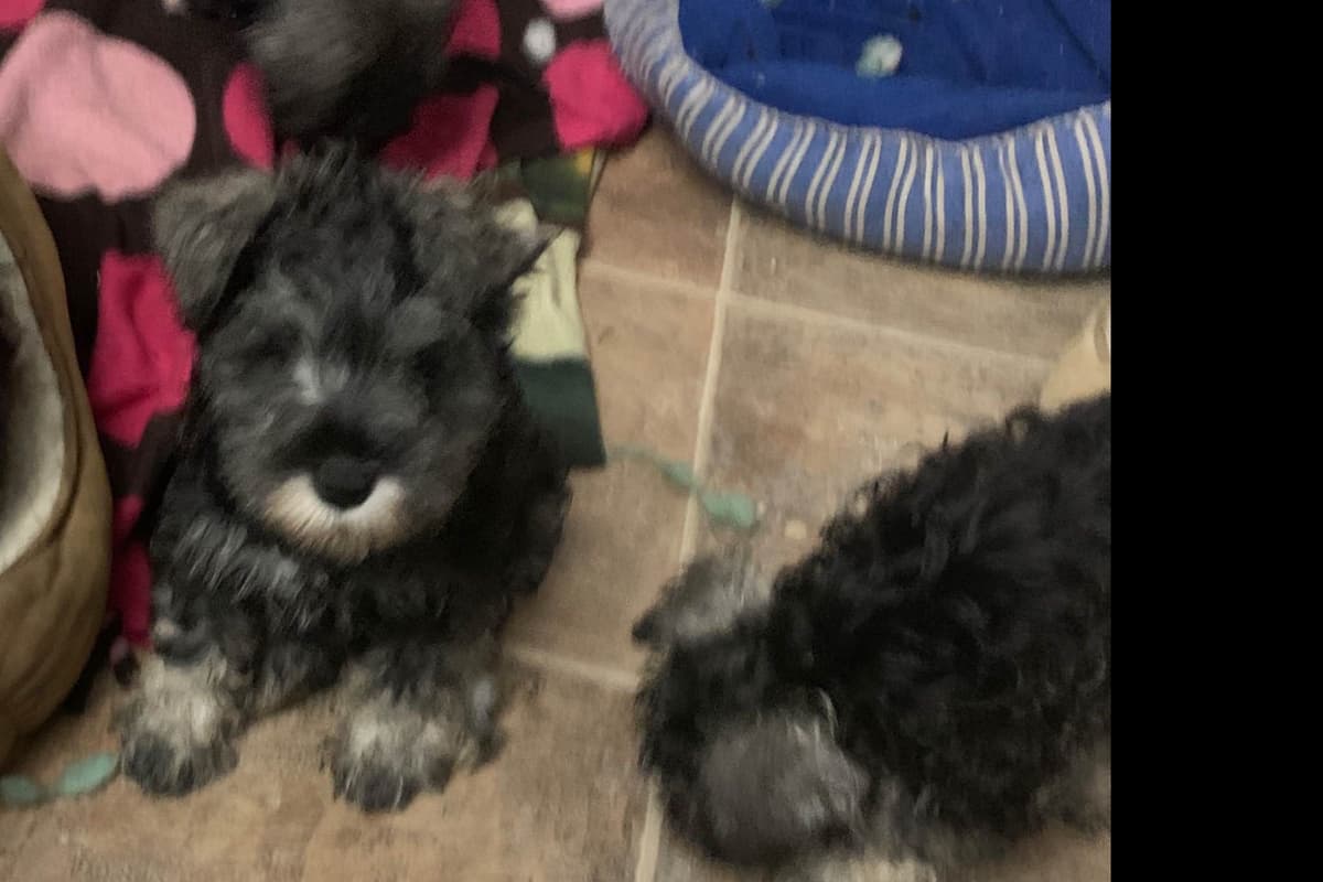 Miniature Schnauzer Puppies breeder image 5