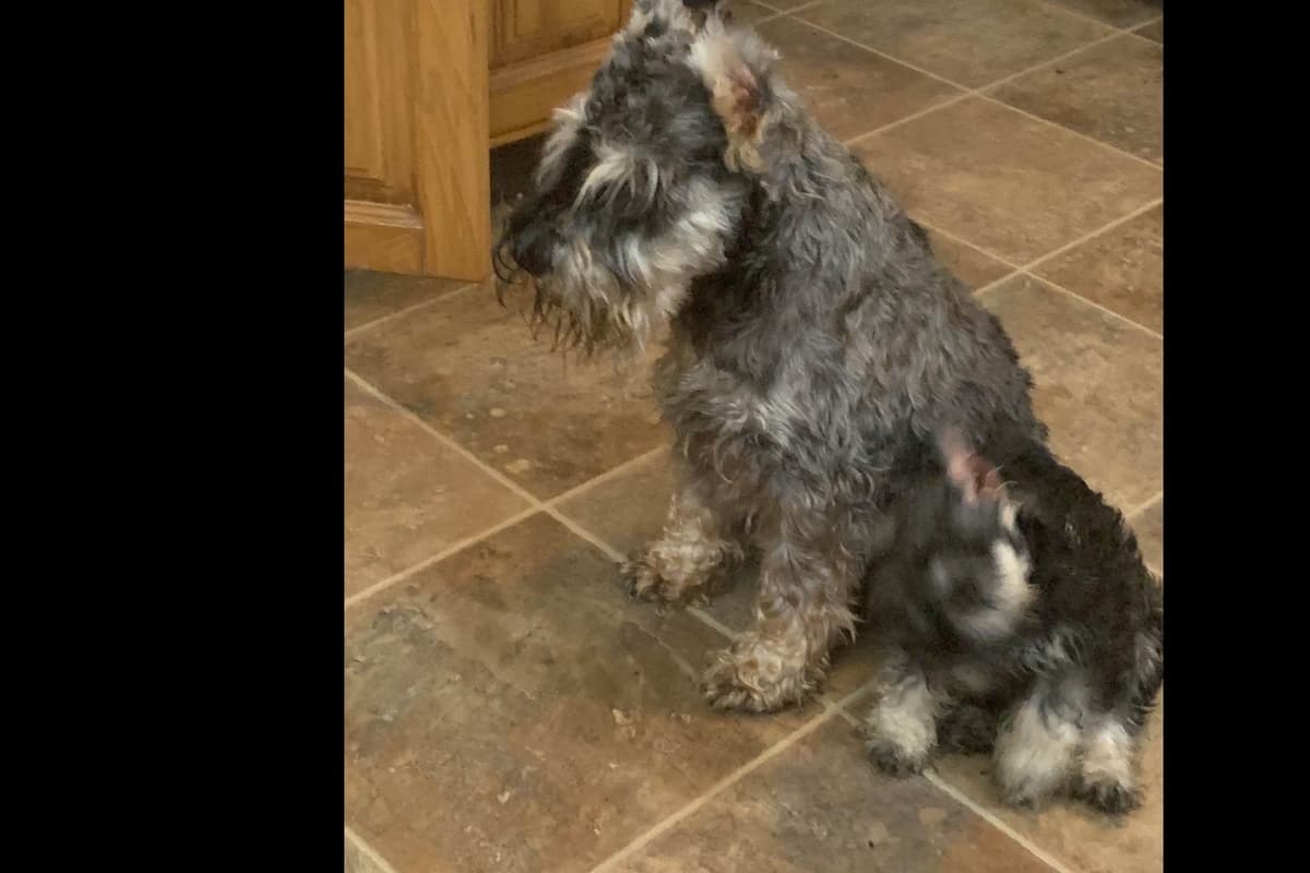 Miniature Schnauzer Puppies breeder image 6