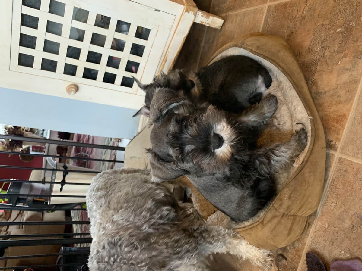 Miniature Schnauzer Puppies breeder image 7