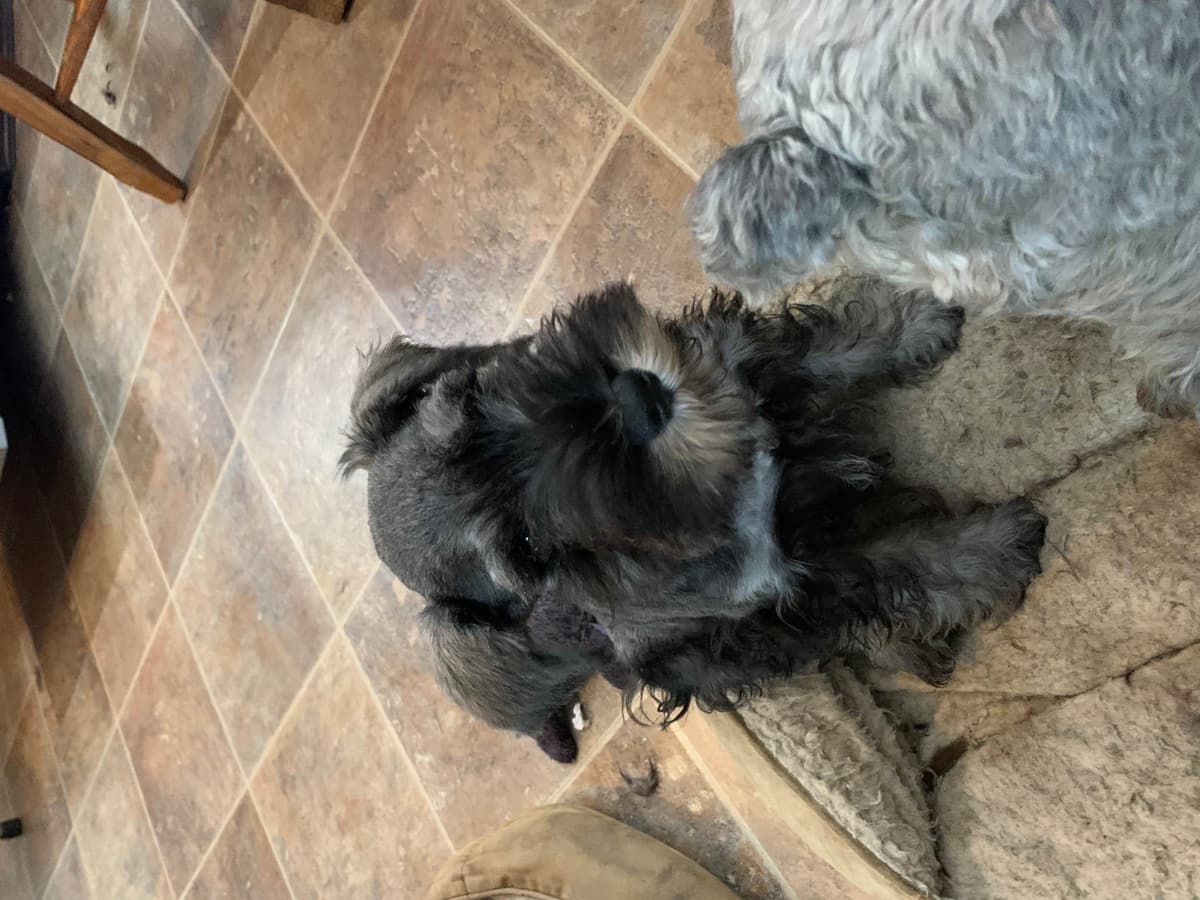 Miniature Schnauzer Puppies breeder image 8