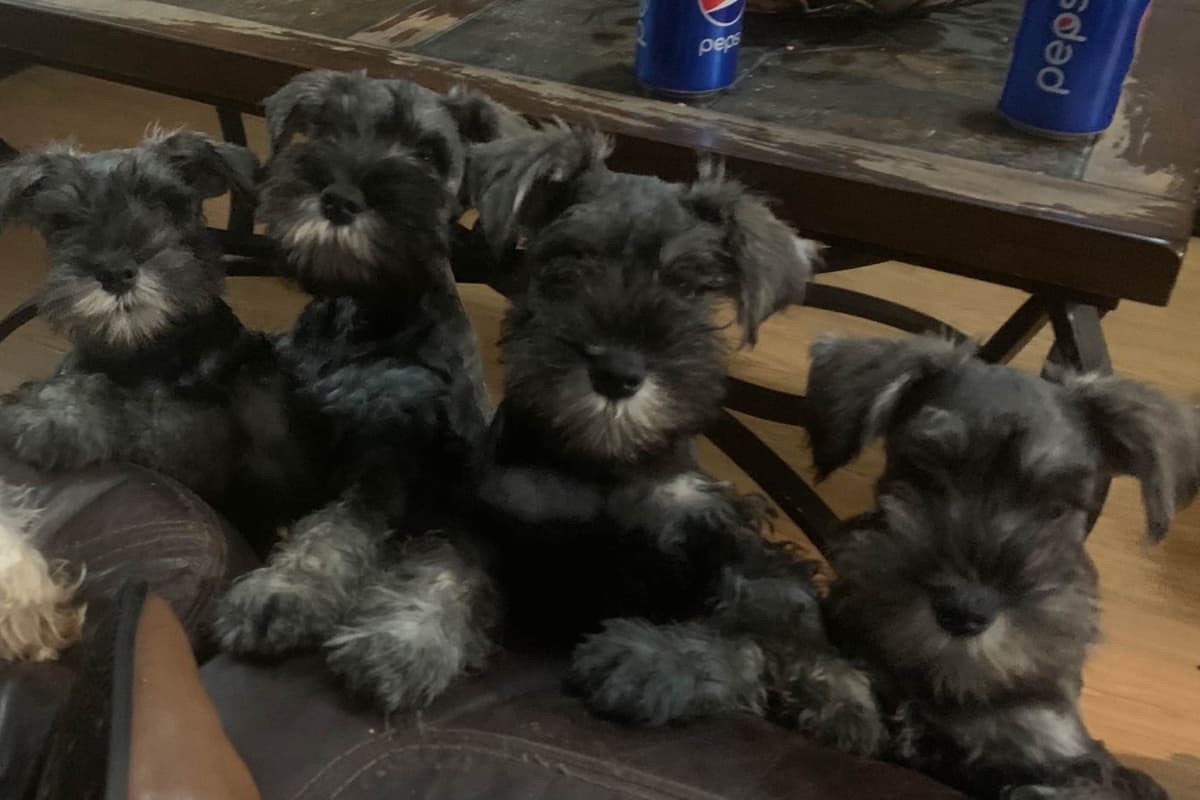 Miniature Schnauzer Puppies breeder image 9