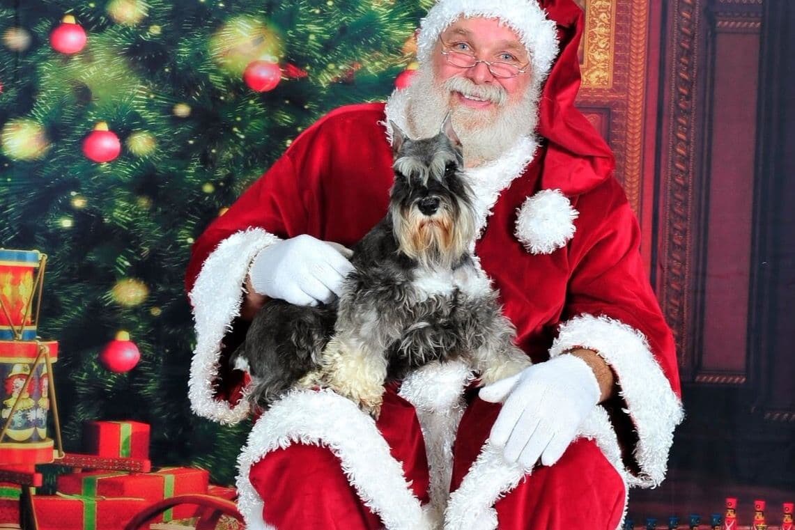 Miniature Schnauzer Puppies breeder image 10