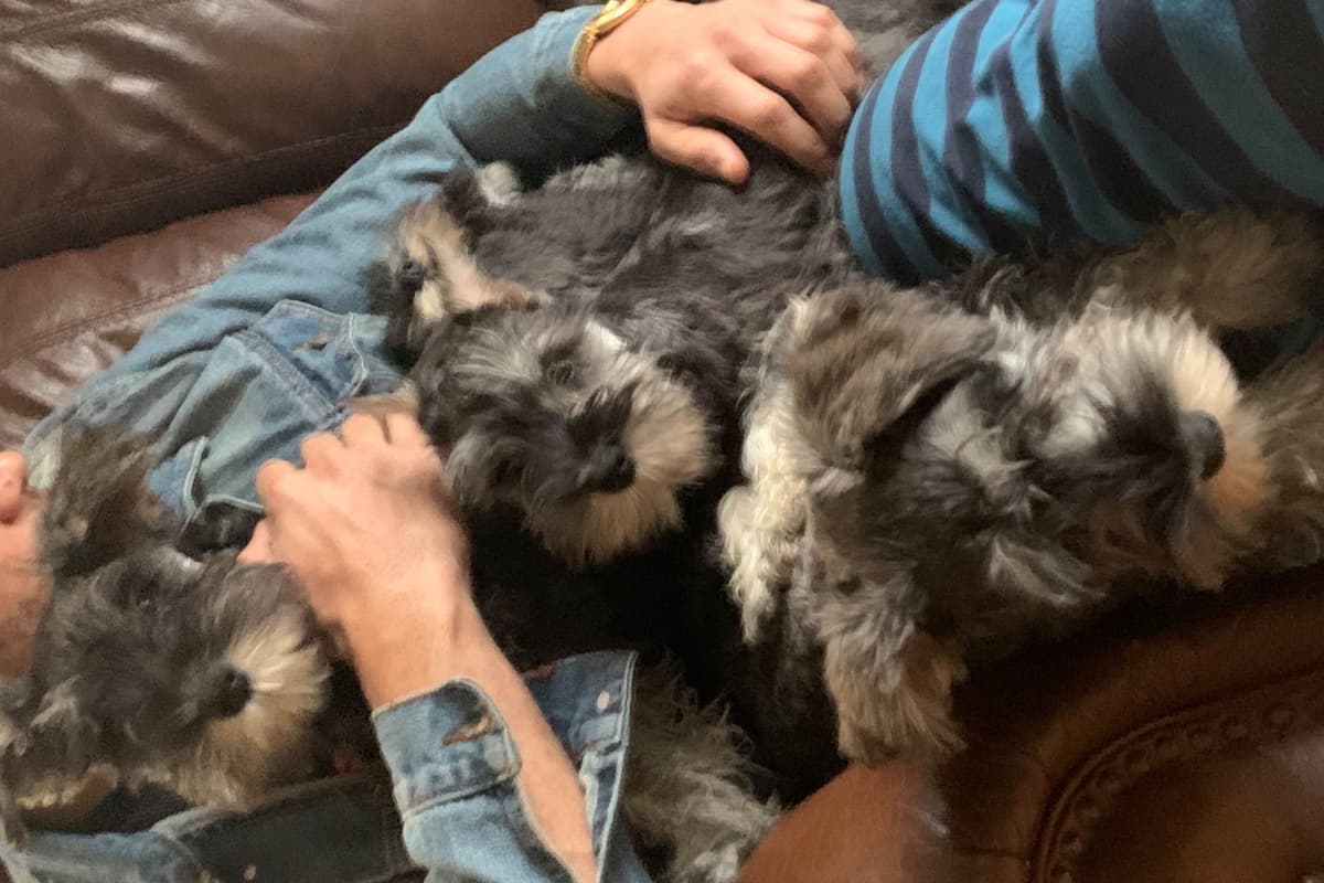 Miniature Schnauzer Puppies breeder image 11