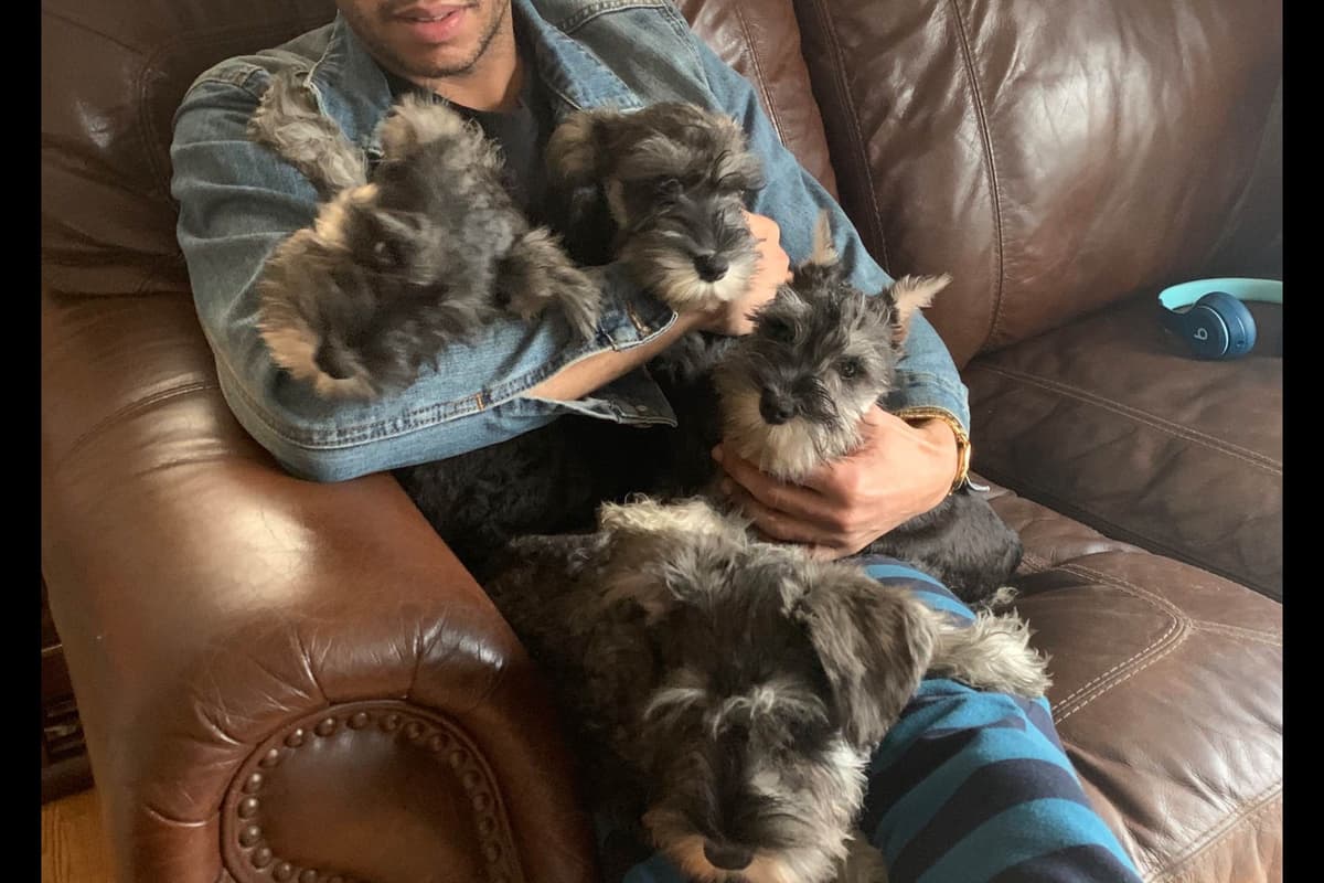Miniature Schnauzer Puppies breeder image 12