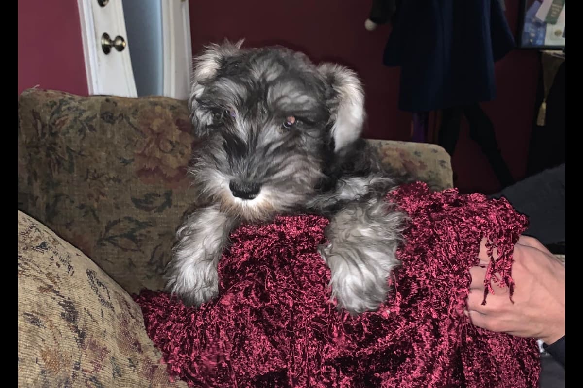 Miniature Schnauzer Puppies breeder image 13