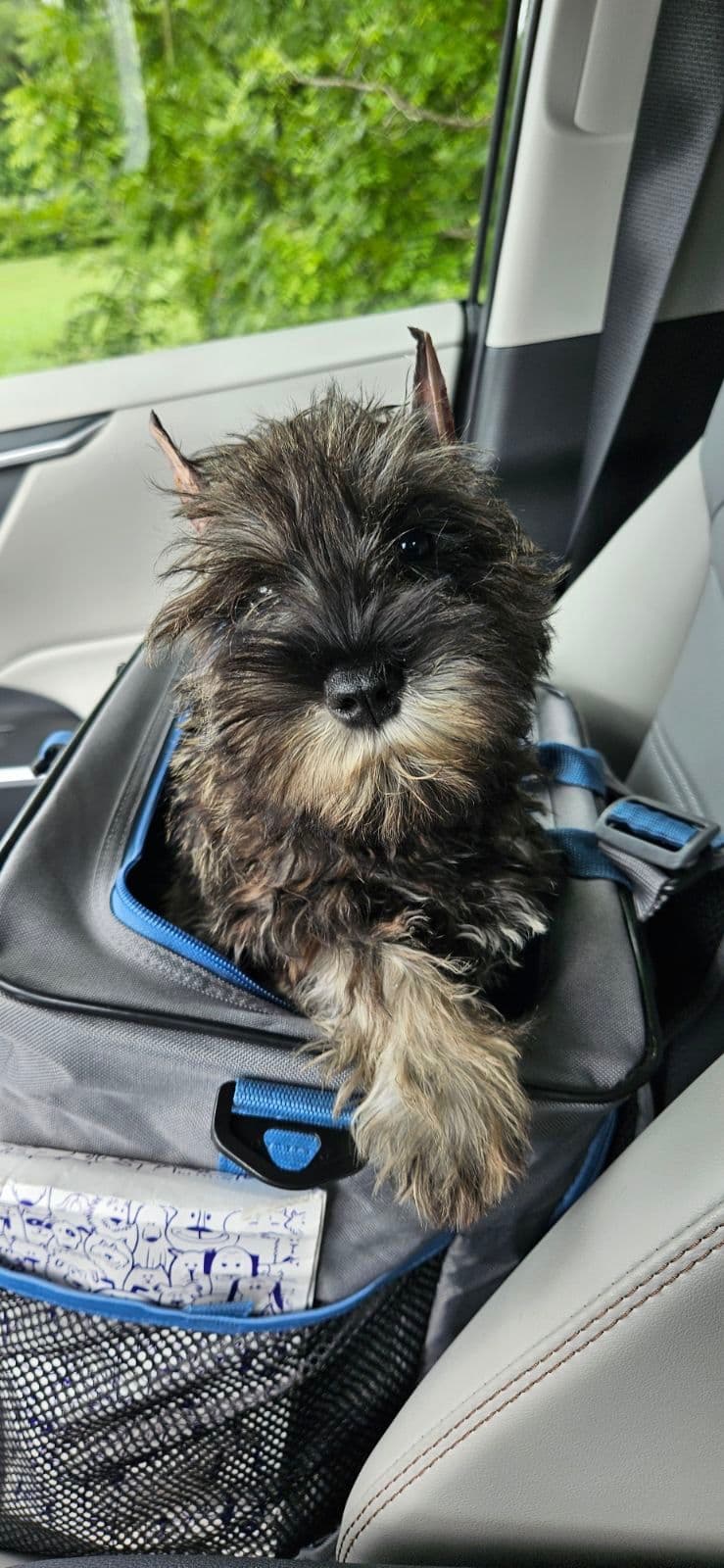 Miniature Schnauzer Puppies breeder image 14