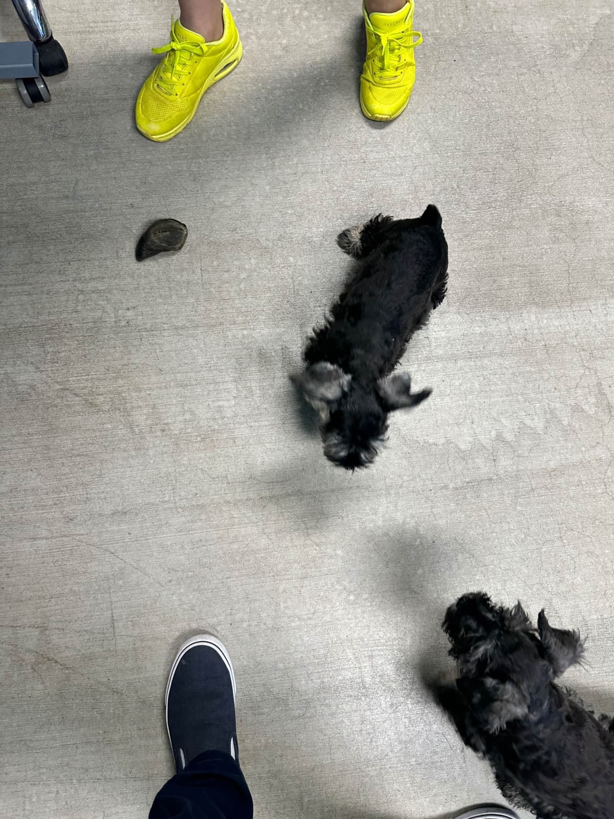 Miniature Schnauzer Puppies breeder image 15