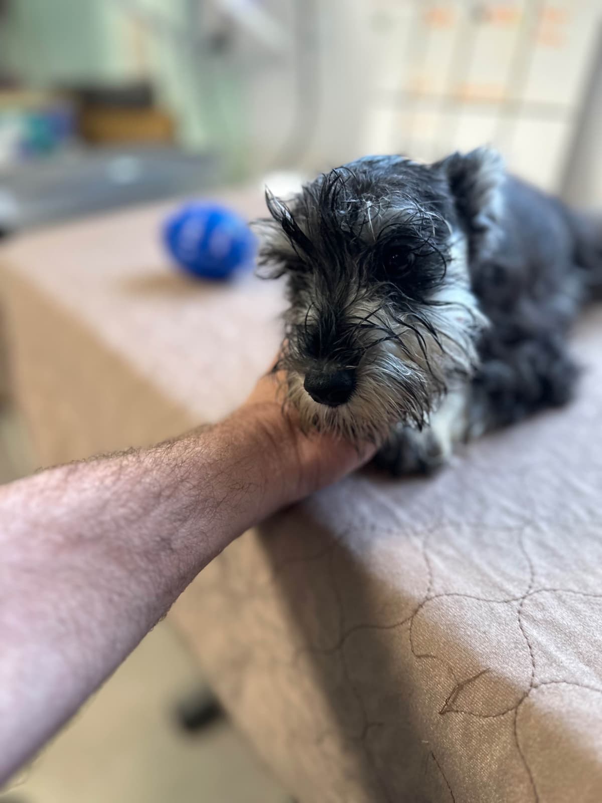 Miniature Schnauzer Puppies breeder image 16