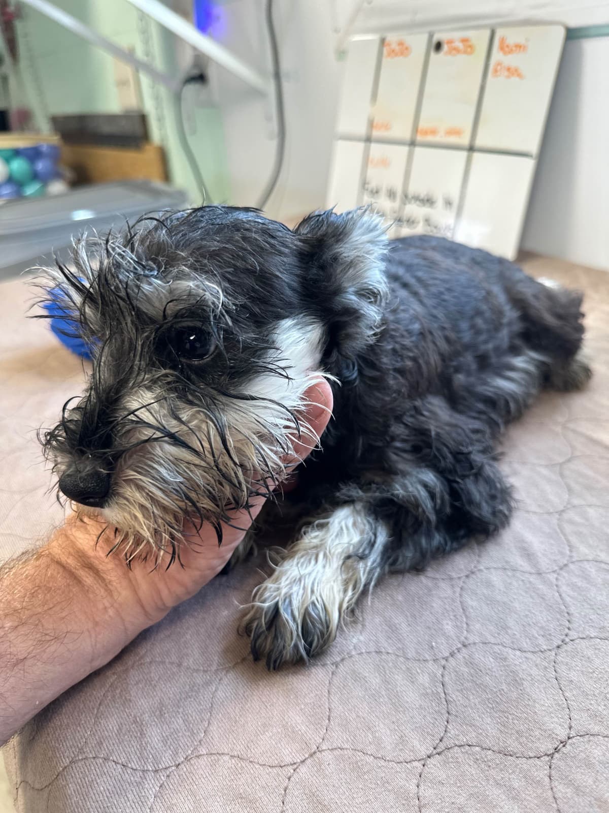 Miniature Schnauzer Puppies breeder image 17