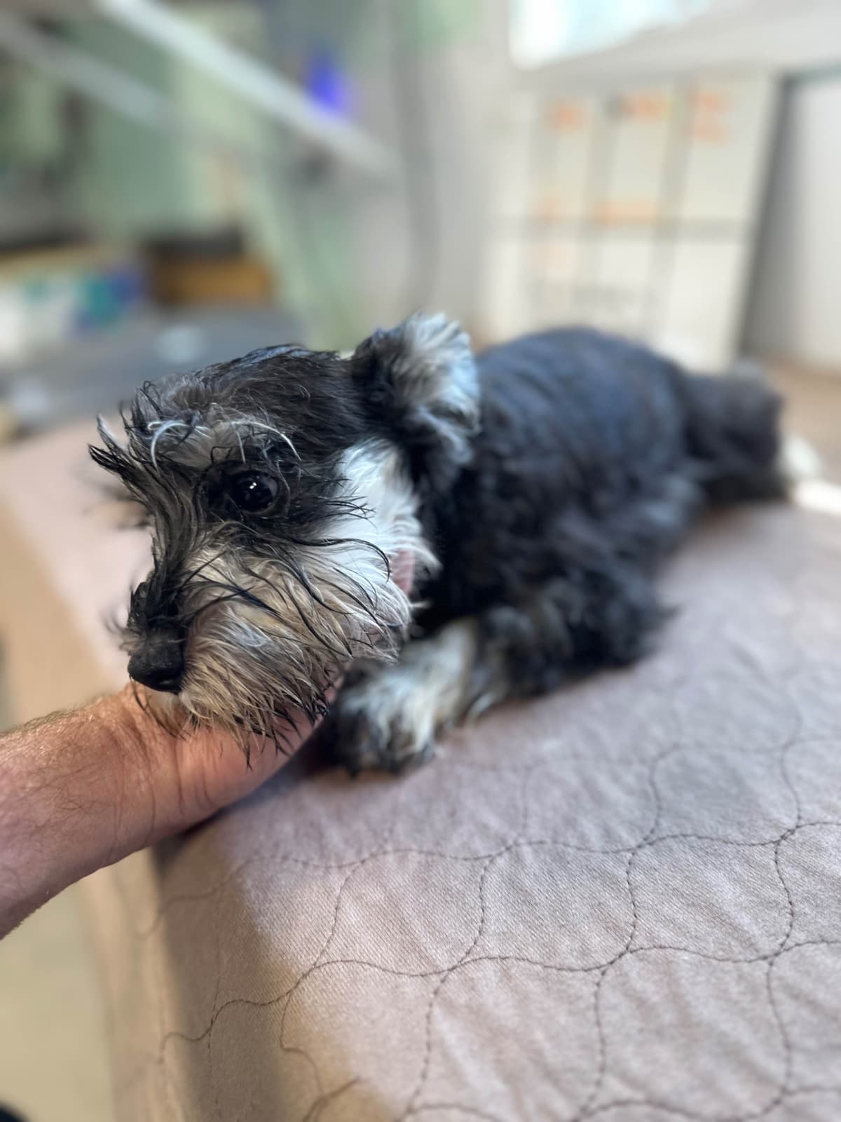 Miniature Schnauzer Puppies breeder image 18