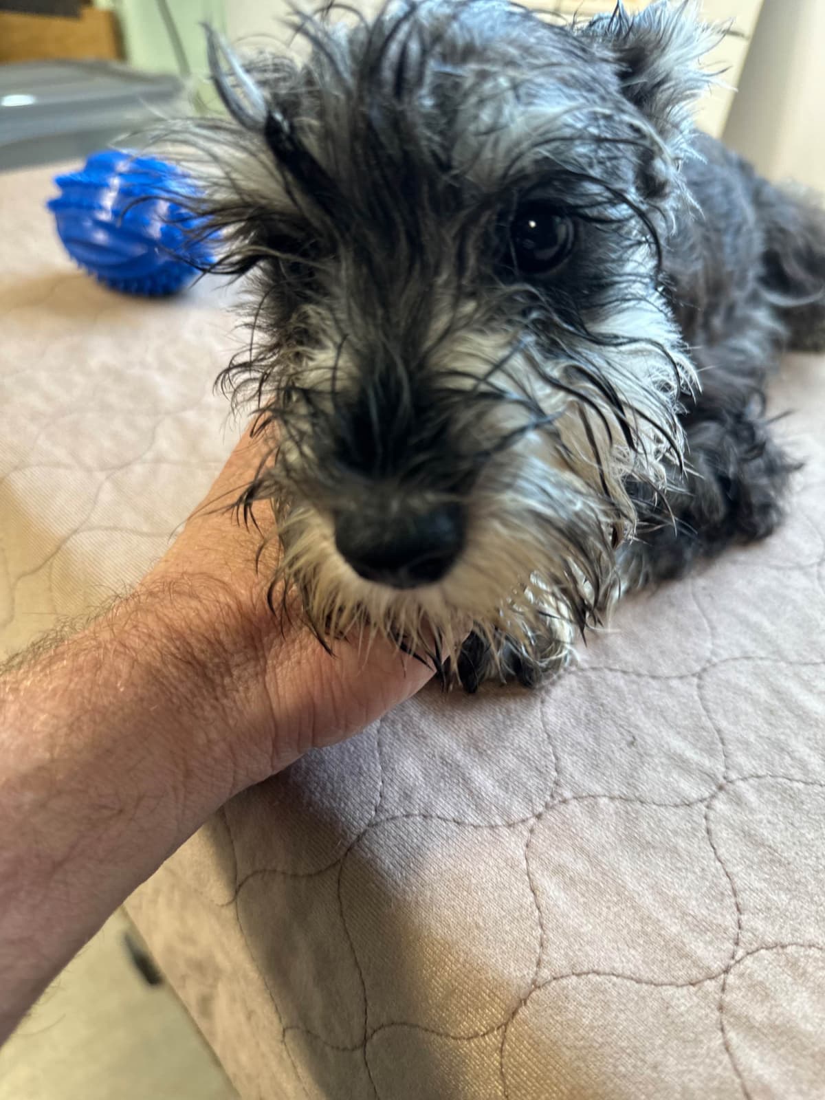 Miniature Schnauzer Puppies breeder image 19