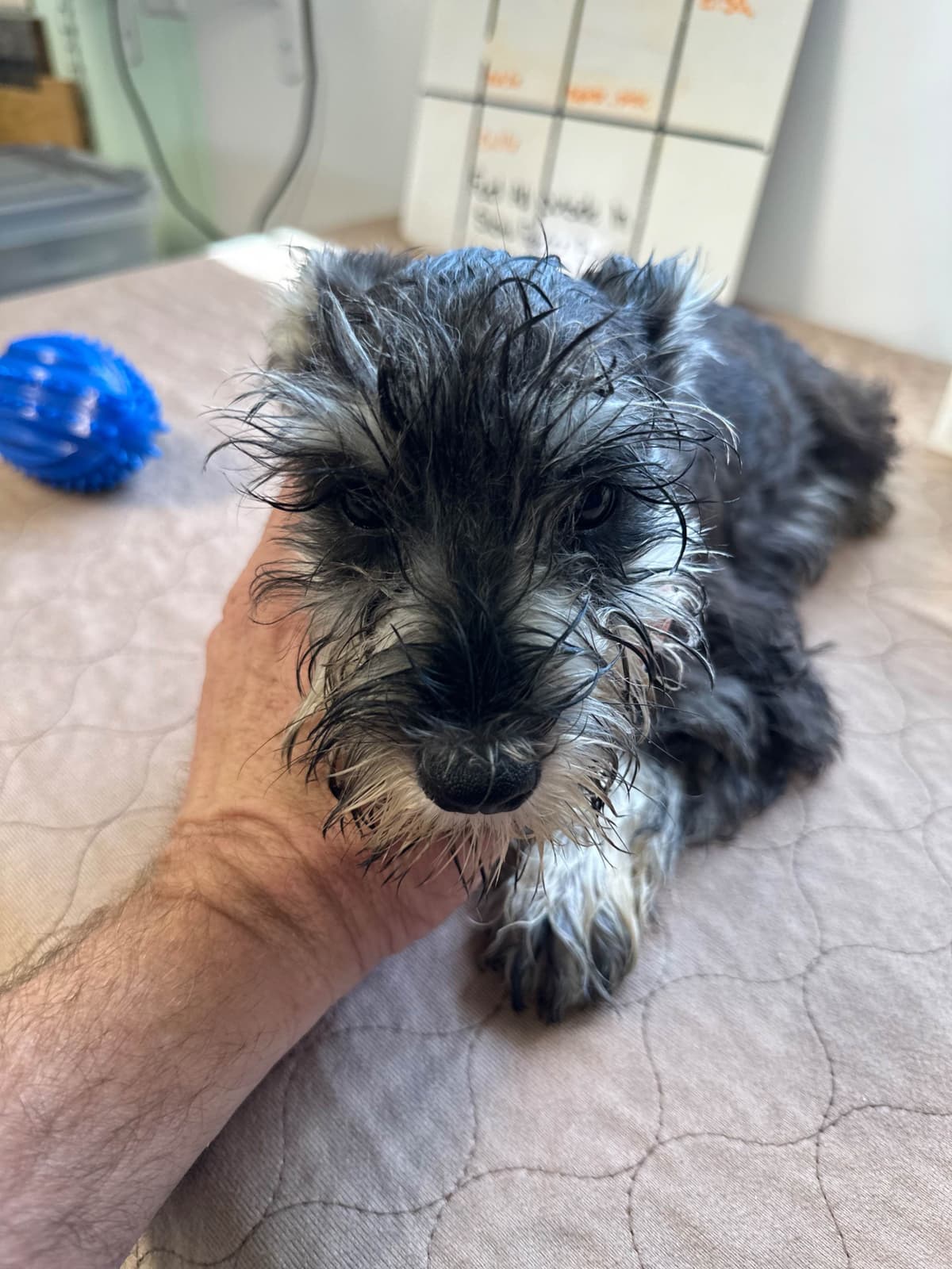 Miniature Schnauzer Puppies breeder image 21