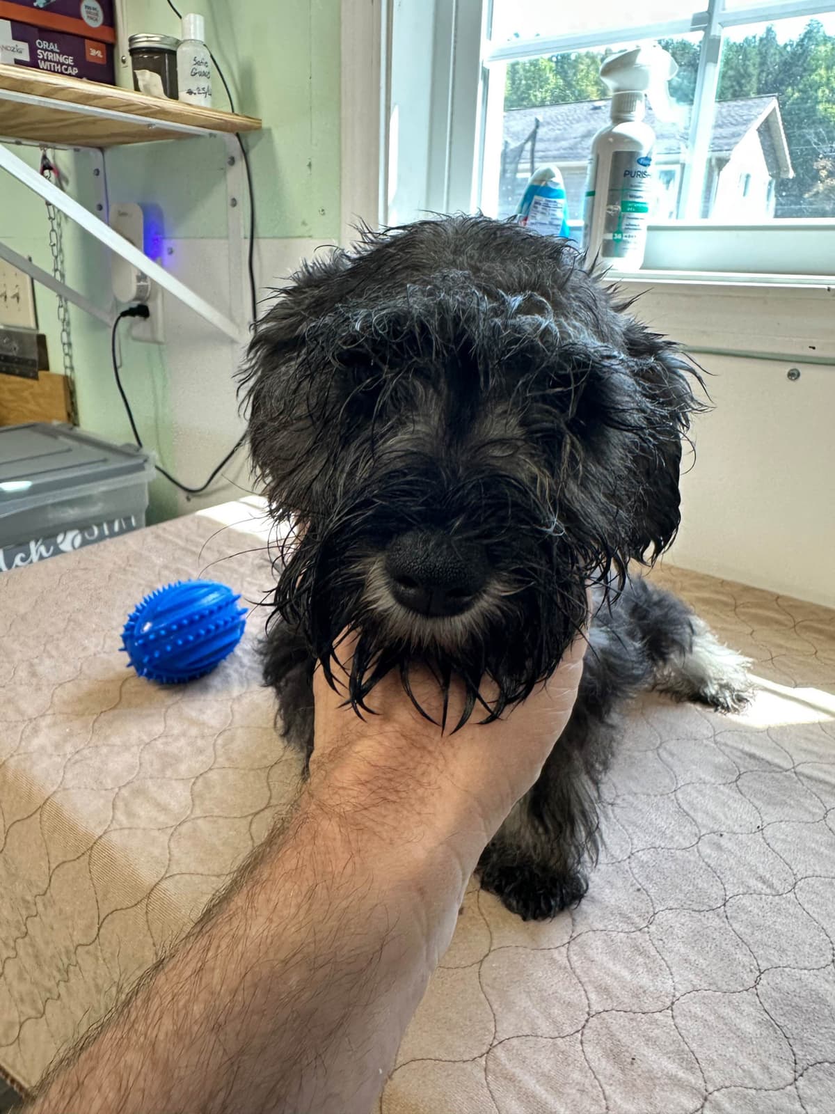 Miniature Schnauzer Puppies breeder image 20