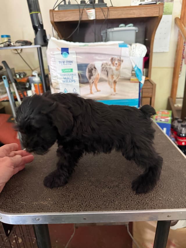 Miniature Schnauzer Puppies media 8