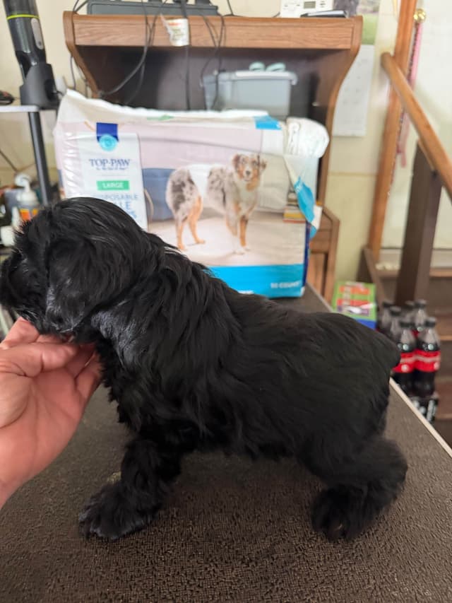 Miniature Schnauzer Puppies media 4