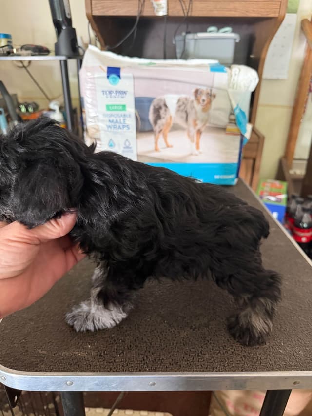 Miniature Schnauzer Puppies media 2