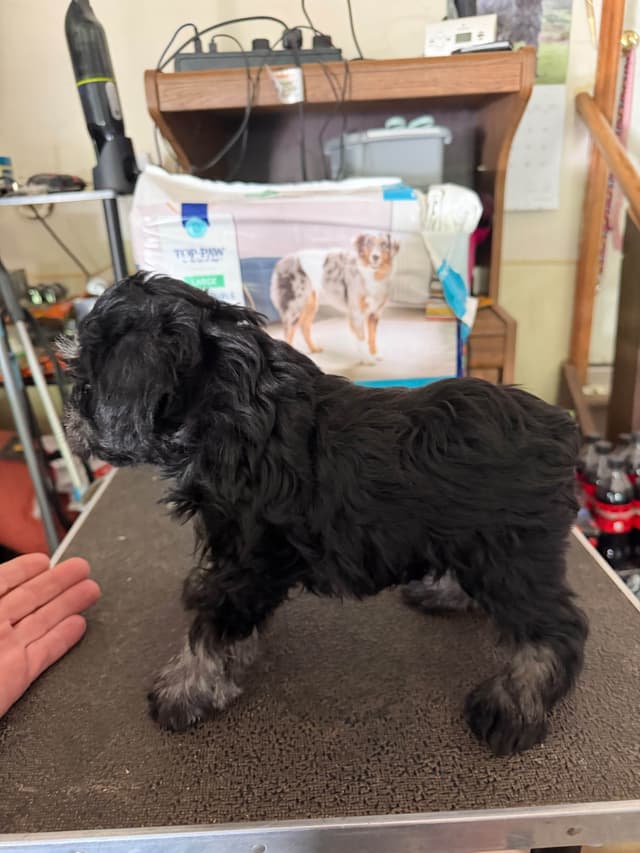 Miniature Schnauzer Puppies media 3