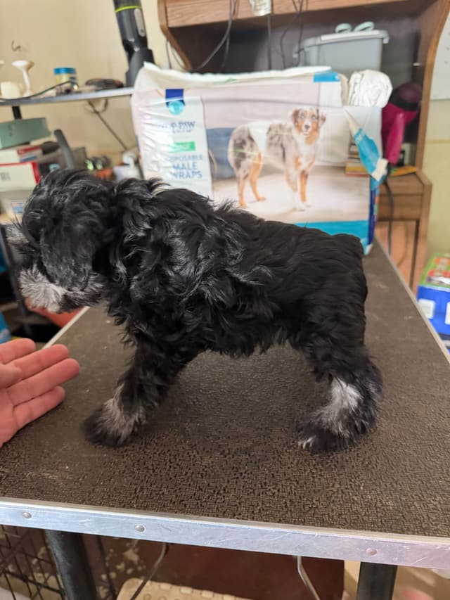Miniature Schnauzer Puppies media 5