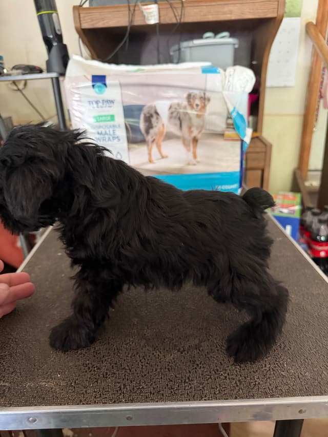 Miniature Schnauzer Puppies media 6