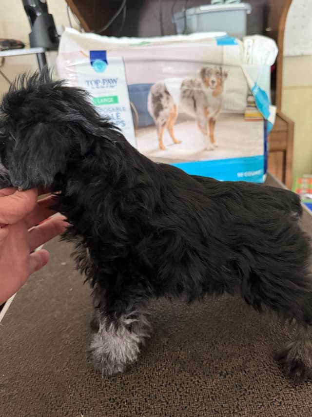 Miniature Schnauzer Puppies media 7