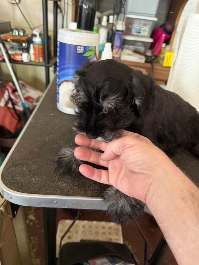 Miniature Schnauzer Puppies media 9