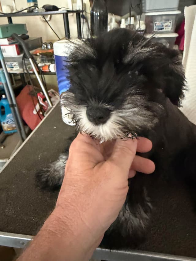 Miniature Schnauzer Puppies media 10