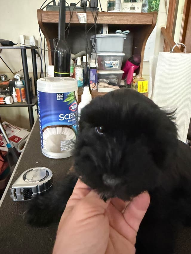 Miniature Schnauzer Puppies media 11