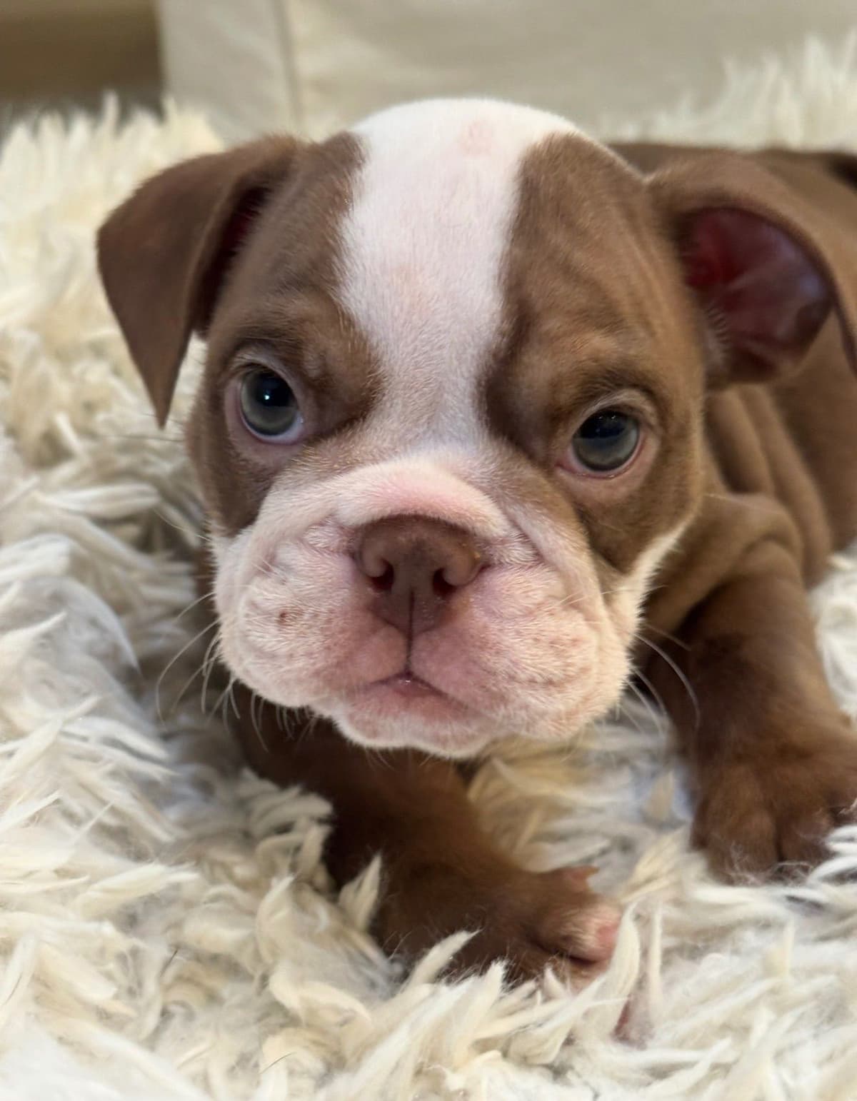 Available now. Bulldog Puppies (Mini) breeder image 1