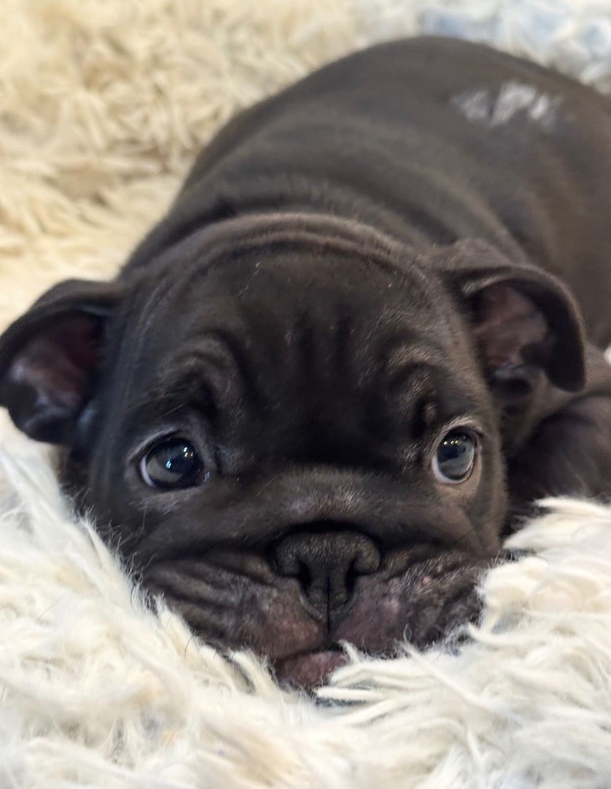 Available now. Bulldog Puppies (Mini) breeder image 2
