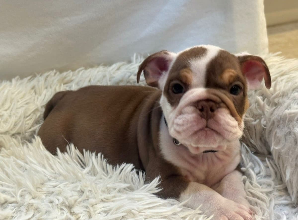 Available now. Bulldog Puppies (Mini) breeder image 3