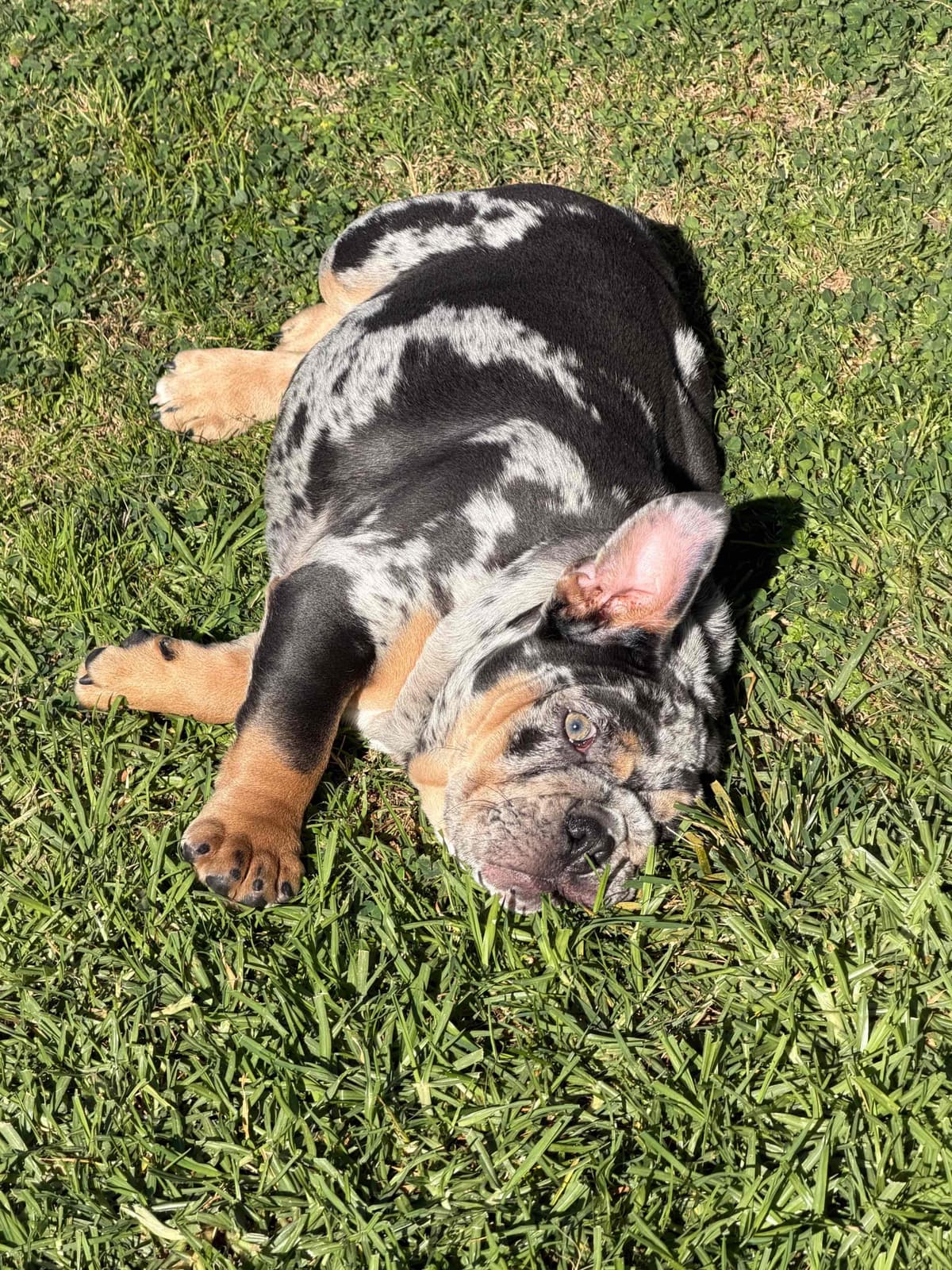 Available now. Bulldog Puppies (Mini) breeder image 6