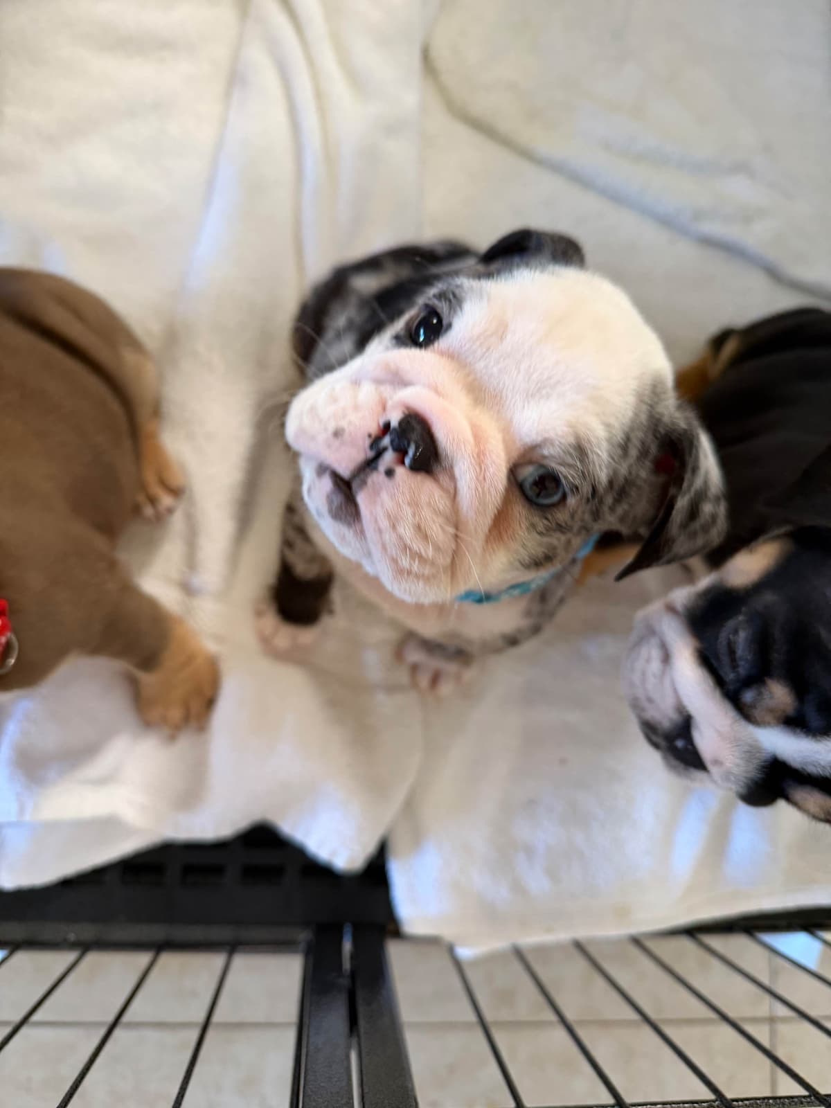 Available now. Bulldog Puppies (Mini) breeder image 7