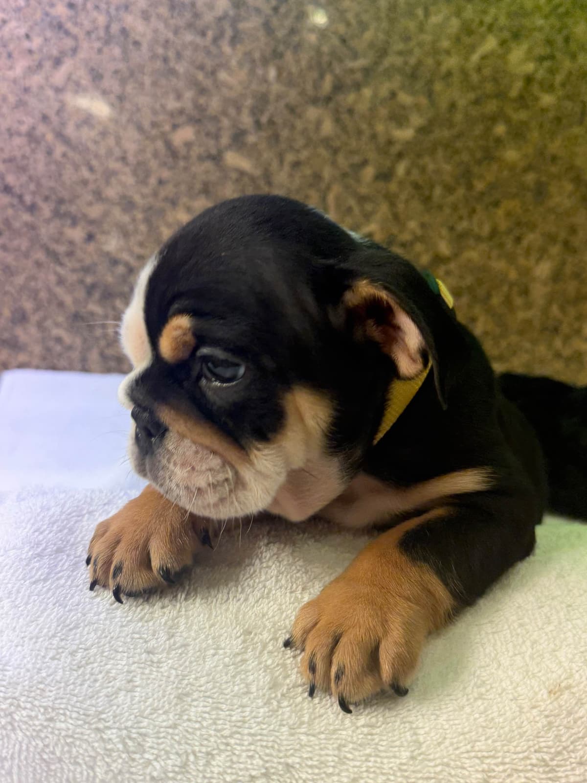 Available now. Bulldog Puppies (Mini) breeder image 9