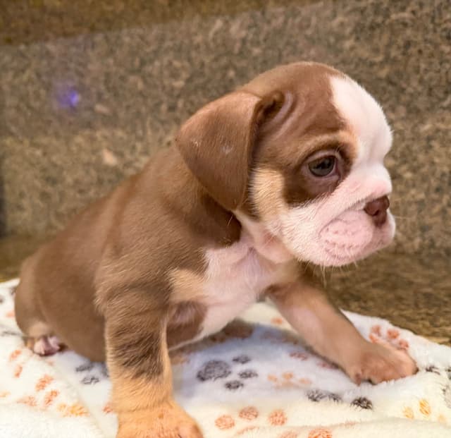 Available now. Bulldog Puppies (Mini) media 3