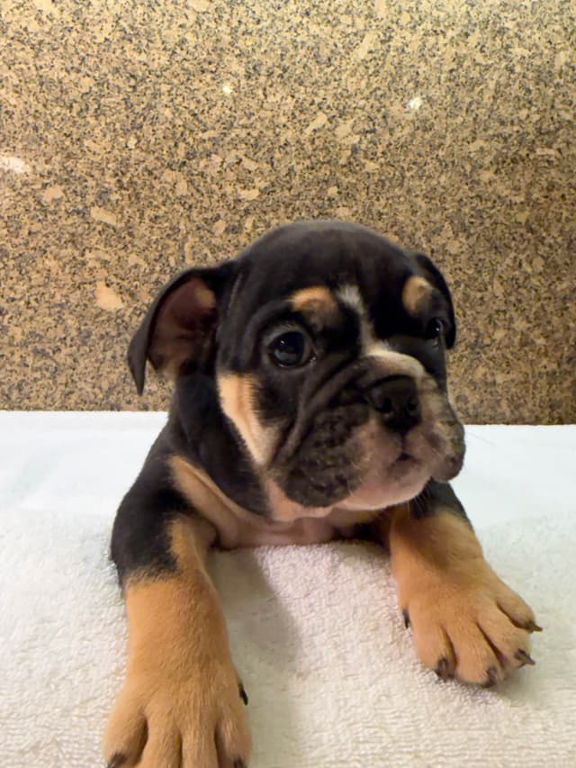 Available now. Bulldog Puppies (Mini) media 4