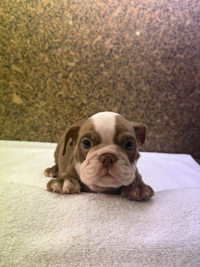 Available now. Bulldog Puppies (Mini) media 5