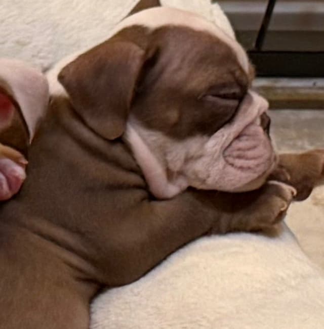 Available now. Bulldog Puppies (Mini) media 7