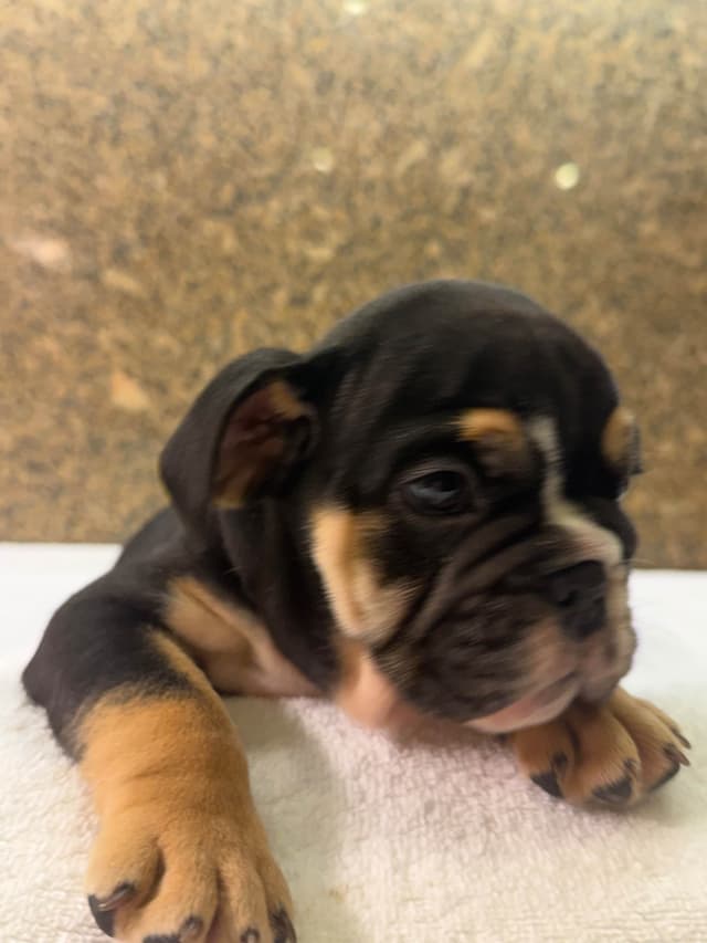 Available now. Bulldog Puppies (Mini) media 8