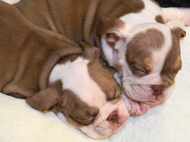 Available now. Bulldog Puppies (Mini) media 9