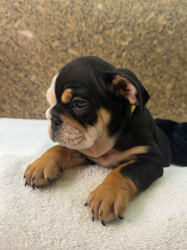 Available now. Bulldog Puppies (Mini) media 10